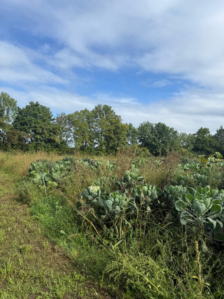 Gruppenfoto von rund einem Dutzend Personen, die lächelnd um ein neu bepflanztes, mit Steinen eingefasstes Blumenbeet im Garten stehen.
